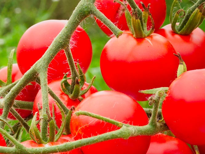 Tomate Zuckertraube (semences) Cycle en Terre